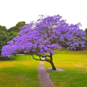 Combo 2 Jacaranda Mimosifolia Treess Live Plants in 4 Inches Pot, 8-10 Inches Height, Blue Purple Jacaranda Treess