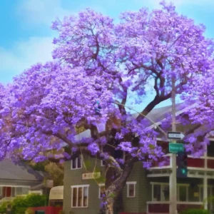 Combo 2 Jacaranda Mimosifolia Treess Live Plants in 4 Inches Pot, 8-10 Inches Height, Blue Purple Jacaranda Treess