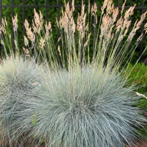 2 Pack Blue Fescue Grass Plants, 6-8 Inch Tall from Bottom Pot, 4 Inch Pot - Blue Ornamental Grass for Ground Cover and Landscape Design