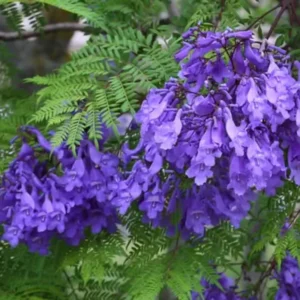 Combo 2 Jacaranda Mimosifolia Treess Live Plants in 4 Inches Pot, 8-10 Inches Height, Blue Purple Jacaranda Treess