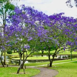Combo 2 Jacaranda Mimosifolia Treess Live Plants in 4 Inches Pot, 8-10 Inches Height, Blue Purple Jacaranda Treess