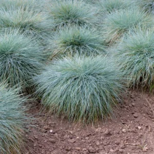 2 Pack Blue Fescue Grass Plants, 6-8 Inch Tall from Bottom Pot, 4 Inch Pot - Blue Ornamental Grass for Ground Cover and Landscape Design