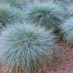 2 Pack Blue Fescue Grass Plants, 6-8 Inch Tall from Bottom Pot, 4 Inch Pot - Blue Ornamental Grass for Ground Cover and Landscape Design