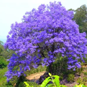 Combo 2 Jacaranda Mimosifolia Treess Live Plants in 4 Inches Pot, 8-10 Inches Height, Blue Purple Jacaranda Treess
