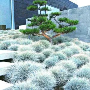 Blue Fescue Grass - 4 Live Plants in Pots, 6-8 Inches Tall from Bottom Pot, Perfect for Ground Cover and Ornamental Landscaping, 2 Plants per Pot