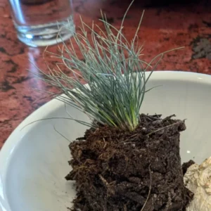 Blue Fescue Grass - 4 Live Plants in Pots, 6-8 Inches Tall from Bottom Pot, Perfect for Ground Cover and Ornamental Landscaping, 2 Plants per Pot