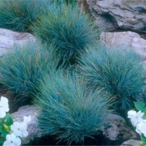 Blue Fescue Grass - 4 Live Plants in Pots, 6-8 Inches Tall from Bottom Pot, Perfect for Ground Cover and Ornamental Landscaping, 2 Plants per Pot