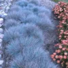 Blue Fescue Grass - 4 Live Plants in Pots, 6-8 Inches Tall from Bottom Pot, Perfect for Ground Cover and Ornamental Landscaping, 2 Plants per Pot
