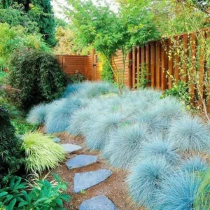 Blue Fescue Grass - 4 Live Plants in Pots, 6-8 Inches Tall from Bottom Pot, Perfect for Ground Cover and Ornamental Landscaping, 2 Plants per Pot