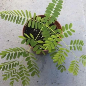 Live Royal Poinciana Trees - Red Flamboyant Trees 8-10 Inc Tall, Tropical Ornamental with Bright Red-Orange Flowers, Zones 10-12, Jacaranda Like