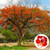 Live Royal Poinciana Trees - Red Flamboyant Trees 8-10 Inc Tall, Tropical Ornamental with Bright Red-Orange Flowers, Zones 10-12, Jacaranda Like