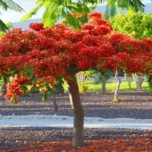 Live Royal Poinciana Trees - Red Flamboyant Trees 8-10 Inc Tall, Tropical Ornamental with Bright Red-Orange Flowers, Zones 10-12, Jacaranda Like
