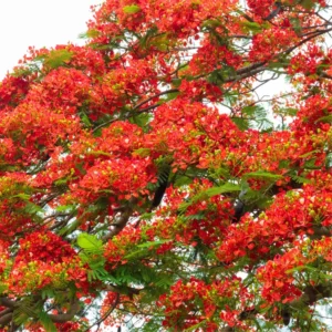 Live Royal Poinciana Trees - Red Flamboyant Trees 8-10 Inc Tall, Tropical Ornamental with Bright Red-Orange Flowers, Zones 10-12, Jacaranda Like