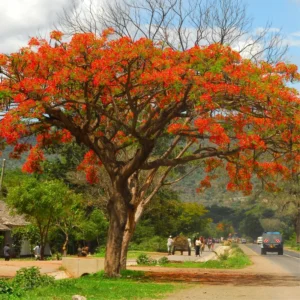 Live Royal Poinciana Trees - Red Flamboyant Trees 8-10 Inc Tall, Tropical Ornamental with Bright Red-Orange Flowers, Zones 10-12, Jacaranda Like