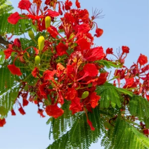 Live Royal Poinciana Trees - Red Flamboyant Trees 8-10 Inc Tall, Tropical Ornamental with Bright Red-Orange Flowers, Zones 10-12, Jacaranda Like