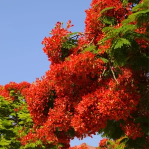Live Royal Poinciana Trees - Red Flamboyant Trees 8-10 Inc Tall, Tropical Ornamental with Bright Red-Orange Flowers, Zones 10-12, Jacaranda Like