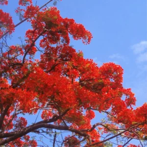 Live Royal Poinciana Trees - Red Flamboyant Trees 8-10 Inc Tall, Tropical Ornamental with Bright Red-Orange Flowers, Zones 10-12, Jacaranda Like