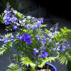 Deep Blue Jacaranda Mimosifolia Treess Live Plants, 4 Inches Potted, 8-10 Inches Height from Bottom Pot, Blue Purple Jacaranda Treess, Jacaranda Bonsai Trees Seedling Outdoor