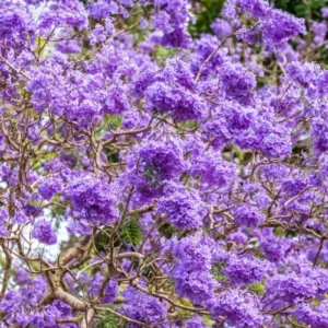 Deep Blue Jacaranda Mimosifolia Treess Live Plants, 4 Inches Potted, 8-10 Inches Height from Bottom Pot, Blue Purple Jacaranda Treess, Jacaranda Bonsai Trees Seedling Outdoor