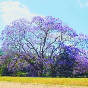 Deep Blue Jacaranda Mimosifolia Treess Live Plants, 4 Inches Potted, 8-10 Inches Height from Bottom Pot, Blue Purple Jacaranda Treess, Jacaranda Bonsai Trees Seedling Outdoor