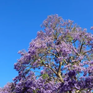 Deep Blue Jacaranda Mimosifolia Treess Live Plants, 4 Inches Potted, 8-10 Inches Height from Bottom Pot, Blue Purple Jacaranda Treess, Jacaranda Bonsai Trees Seedling Outdoor
