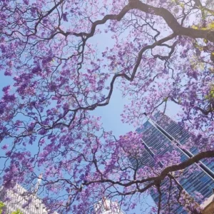 Deep Blue Jacaranda Mimosifolia Treess Live Plants, 4 Inches Potted, 8-10 Inches Height from Bottom Pot, Blue Purple Jacaranda Treess, Jacaranda Bonsai Trees Seedling Outdoor