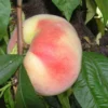 Big Nectarine Trees Live Plant, 3-4 Feet Tall, Live Peach Like Fruit Trees for Outdoor Planting, Sweet Flavor Nectarin Trees