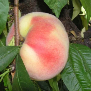Big Nectarine Trees Live Plant, 3-4 Feet Tall, Live Peach Like Fruit Trees for Outdoor Planting, Sweet Flavor Nectarin Trees