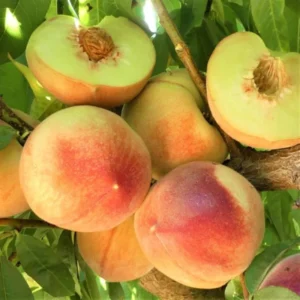 Big Nectarine Trees Live Plant, 3-4 Feet Tall, Live Peach Like Fruit Trees for Outdoor Planting, Sweet Flavor Nectarin Trees