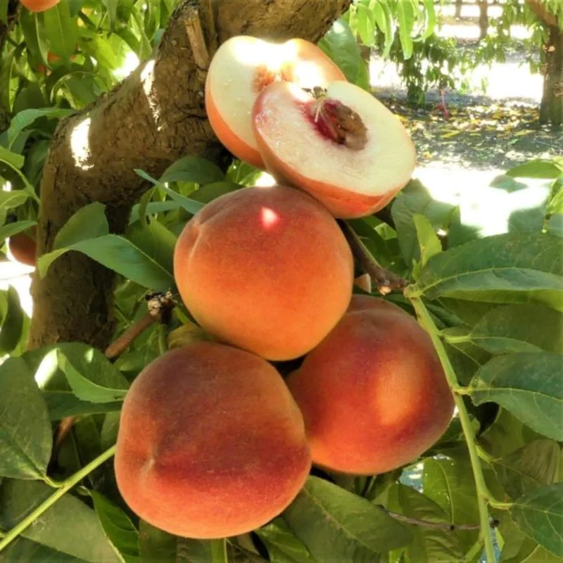 Big Nectarine Trees Live Plant, 3-4 Feet Tall, Live Peach Like Fruit Trees for Outdoor Planting, Sweet Flavor Nectarin Trees