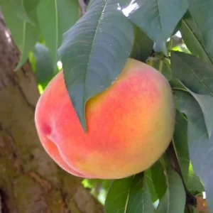 Big Nectarine Trees Live Plant, 3-4 Feet Tall, Live Peach Like Fruit Trees for Outdoor Planting, Sweet Flavor Nectarin Trees