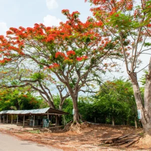 Combo 2 Red Flamboyant Treess Live Plants in 4 Inches Pot, 8-10 Inches Height, Royal Poinciana Treess