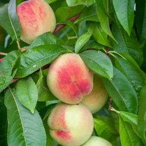 Big Nectarine Trees Live Plant, 3-4 Feet Tall, Live Peach Like Fruit Trees for Outdoor Planting, Sweet Flavor Nectarin Trees