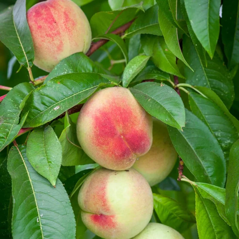 Big Nectarine Trees Live Plant, 3-4 Feet Tall, Live Peach Like Fruit Trees for Outdoor Planting, Sweet Flavor Nectarin Trees