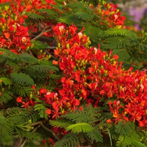 Combo 2 Red Flamboyant Treess Live Plants in 4 Inches Pot, 8-10 Inches Height, Royal Poinciana Treess