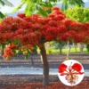 Combo 2 Red Flamboyant Treess Live Plants in 4 Inches Pot, 8-10 Inches Height, Royal Poinciana Treess