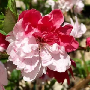 Large Peppermint Flowering Peach Trees, 3-4 ft Trunk, Live Peach Trees for Outdoor Planting