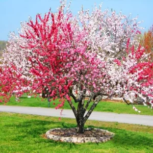 Large Peppermint Flowering Peach Trees, 3-4 ft Trunk, Live Peach Trees for Outdoor Planting
