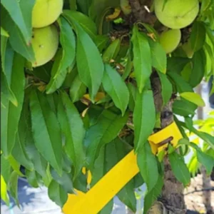 Large Peppermint Flowering Peach Trees, 3-4 ft Trunk, Live Peach Trees for Outdoor Planting