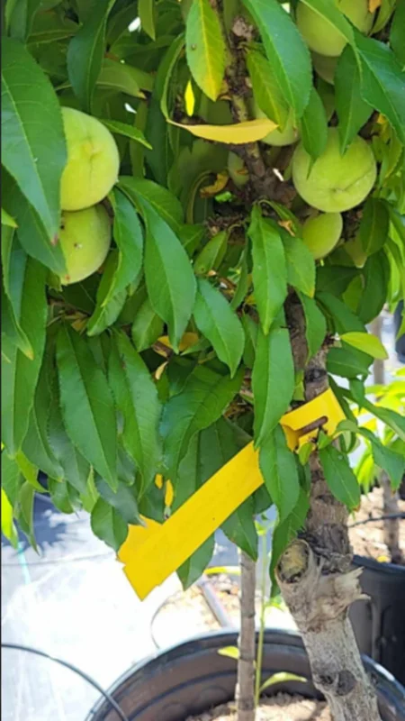 Large Peppermint Flowering Peach Trees, 3-4 ft Trunk, Live Peach Trees for Outdoor Planting