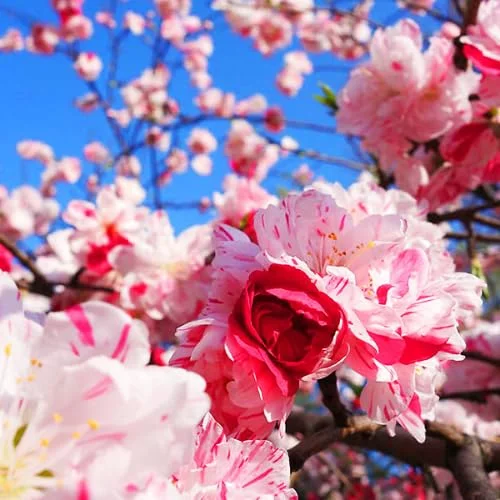 Large Peppermint Flowering Peach Trees, 3-4 ft Trunk, Live Peach Trees for Outdoor Planting
