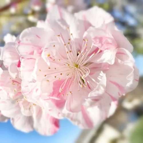 Large Peppermint Flowering Peach Trees, 3-4 ft Trunk, Live Peach Trees for Outdoor Planting