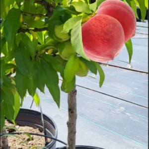 Large Peppermint Flowering Peach Trees, 3-4 ft Trunk, Live Peach Trees for Outdoor Planting