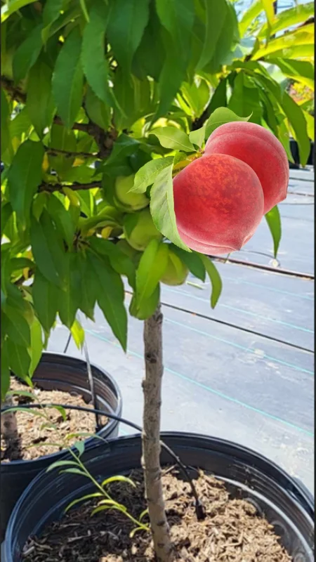 Large Peppermint Flowering Peach Trees, 3-4 ft Trunk, Live Peach Trees for Outdoor Planting