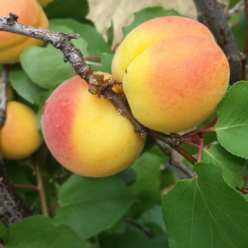 Large Yellow Apricot Trees Plant Live, 3 to 4 Feet Tall in Gallon Pot, Apricot Trees, Sweet Flavor