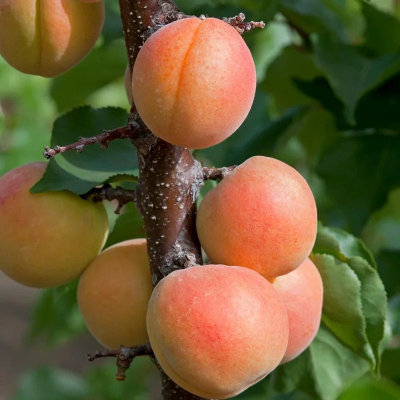 Large Yellow Apricot Trees Plant Live, 3 to 4 Feet Tall in Gallon Pot, Apricot Trees, Sweet Flavor
