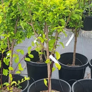 Large Yellow Apricot Trees Plant Live, 3 to 4 Feet Tall in Gallon Pot, Apricot Trees, Sweet Flavor