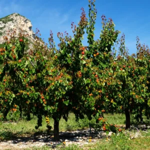 Large Yellow Apricot Trees Plant Live, 3 to 4 Feet Tall in Gallon Pot, Apricot Trees, Sweet Flavor