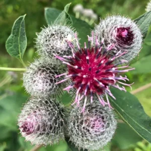 1 Lbs Fresh Burdock Roots For Planting, Live Burdock Tubers Bulbs for Growing Outdoor, Zones 2-10 Cold Hardy
