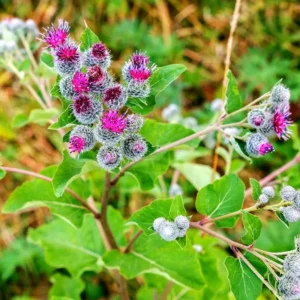1 Lbs Fresh Burdock Roots For Planting, Live Burdock Tubers Bulbs for Growing Outdoor, Zones 2-10 Cold Hardy